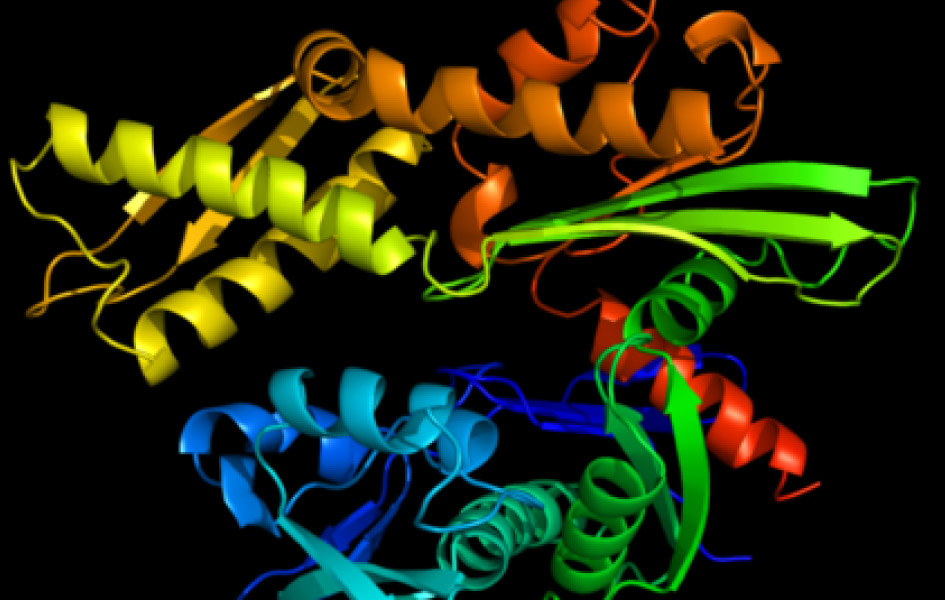 Proteine dello shock termico - HSP - Ipertemia Oncologica